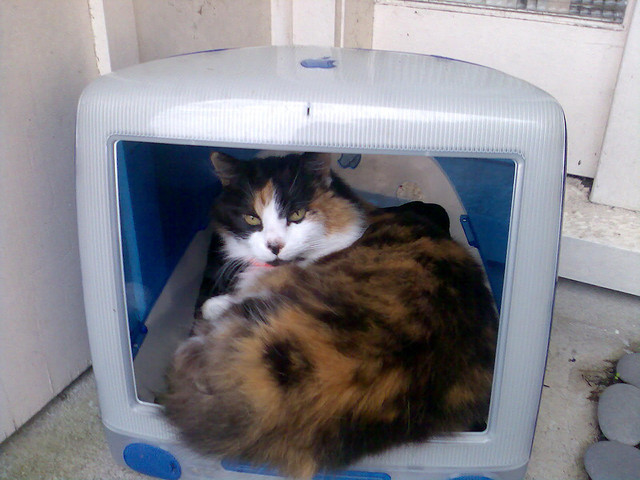 最初期のiMacは、猫ハウスに最適であると分かる写真まとめ | 猫ジャーナル