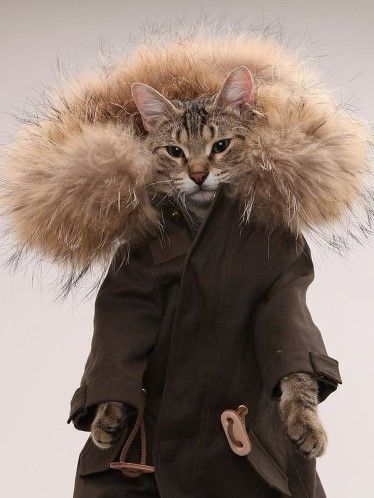 自前の毛皮より暖かそうな、ファー付きの猫用コート | 猫ジャーナル