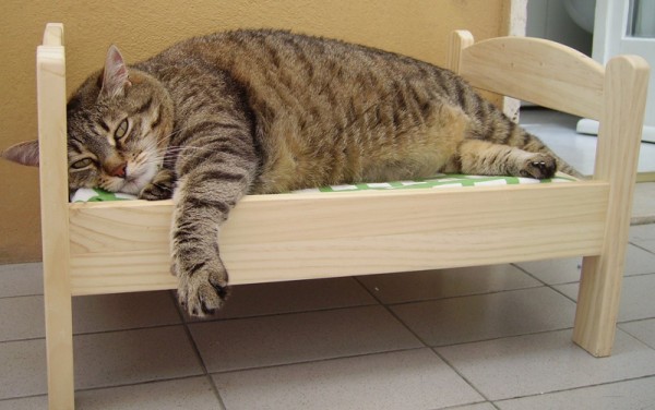 可愛すぎ Ikeaの人形用ベッドで眠る最高にラブリーなネコたち 25枚 ペットびより