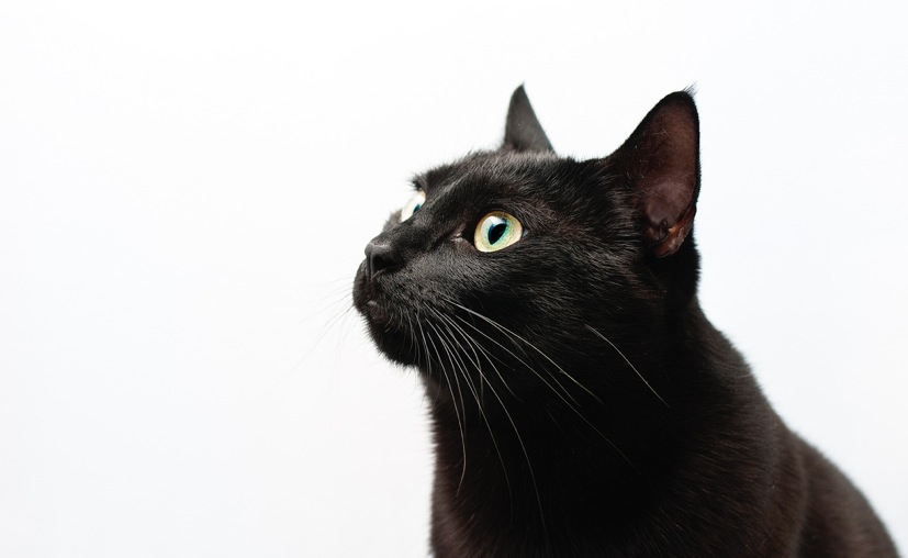 猫の日本史：宇多天皇の「うちの御ねこ」 | 猫ジャーナル