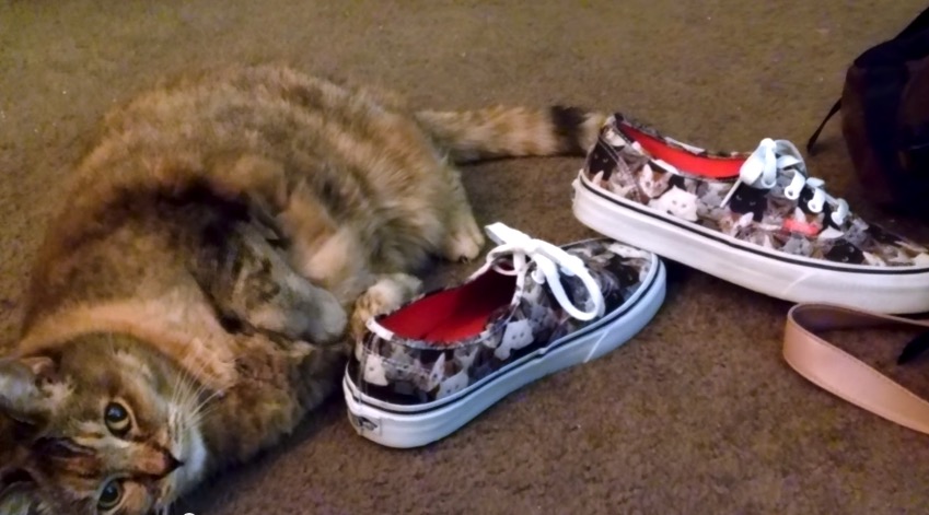 セール vans x aspca 猫柄キャップ