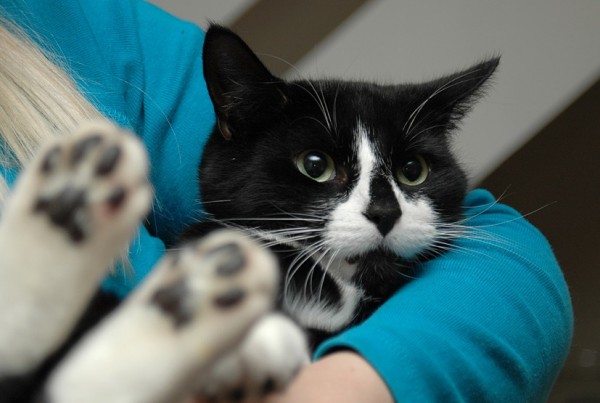 160412holdcat-600x403.jpg
