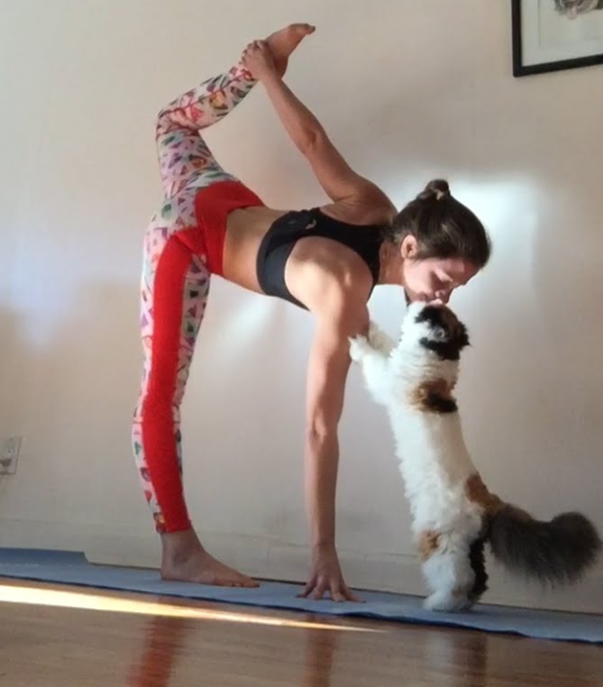 ヨガの最中に乱入する猫 唇奪って踵を返す 猫ジャーナル