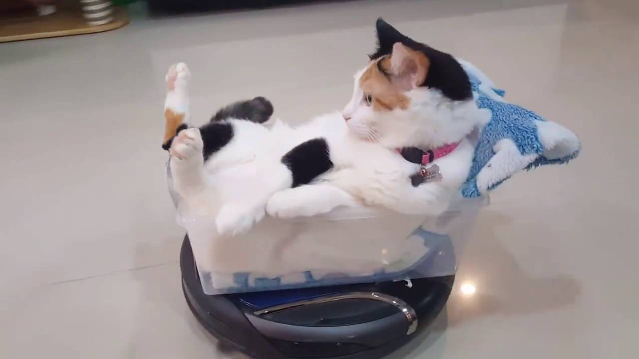 三毛猫姫様ルンバにハコ乗り 堂に入った担がれっぷり 猫ジャーナル