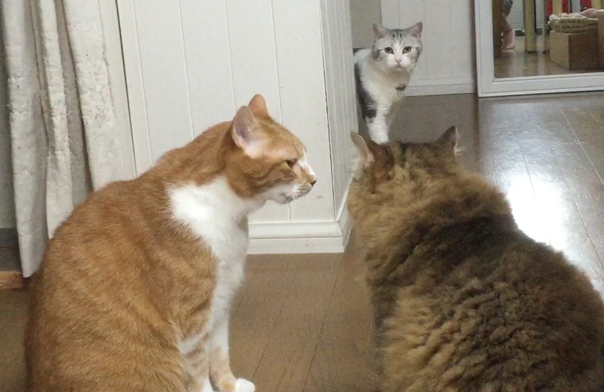 喧嘩の渦中に通り行く猫 予想通りのもらい事故 猫ジャーナル