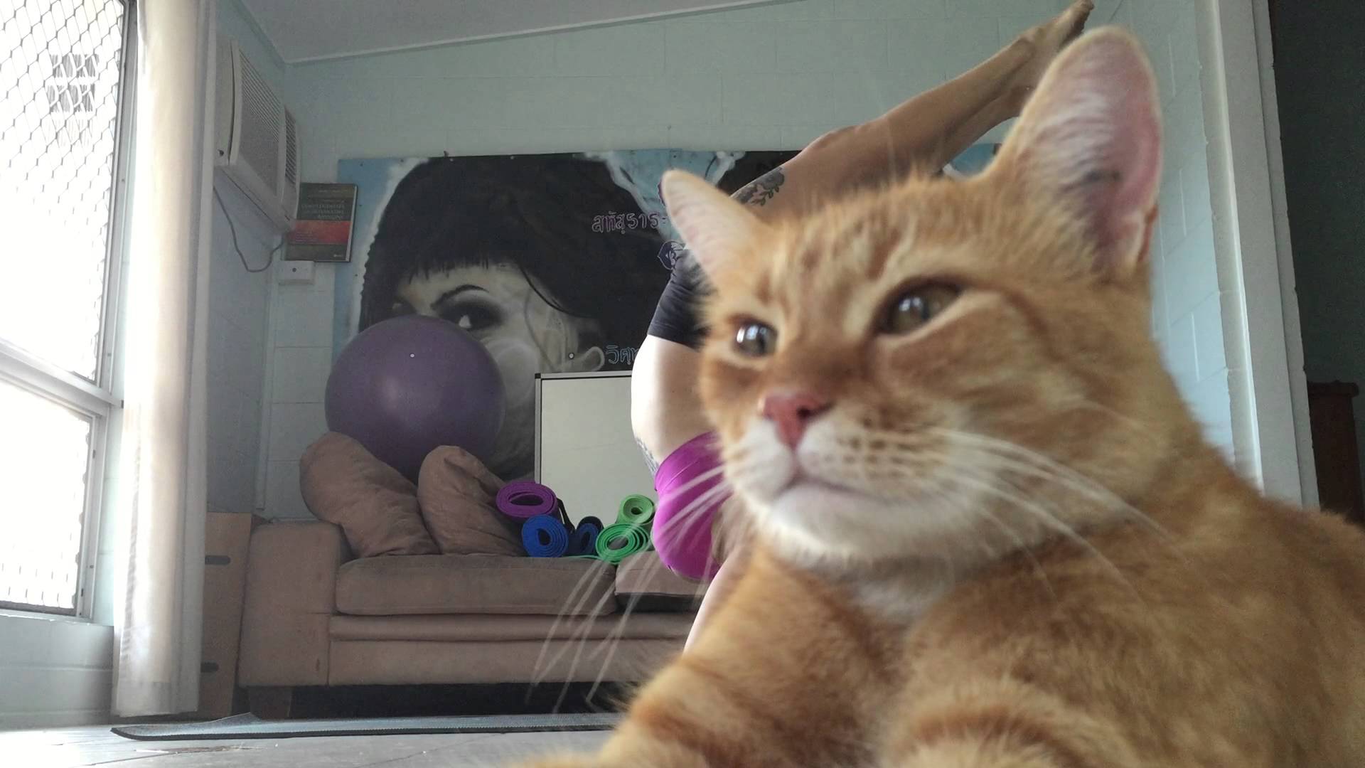 猫が居座るヨガ動画 狙い澄ましたかぶり具合 猫ジャーナル