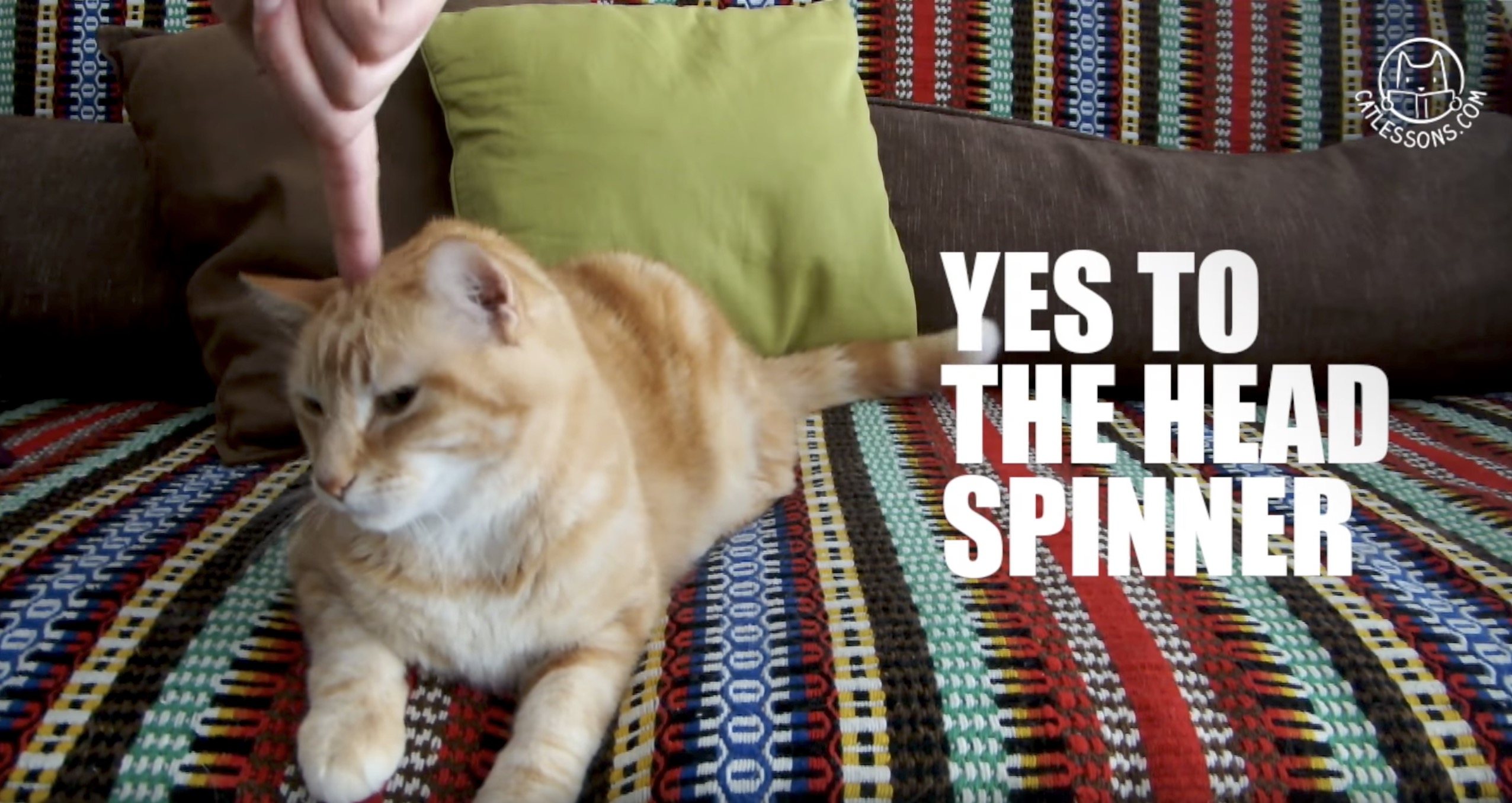 猫の撫で方26種類 あなたの猫が喜ぶのはどれ 猫ジャーナル