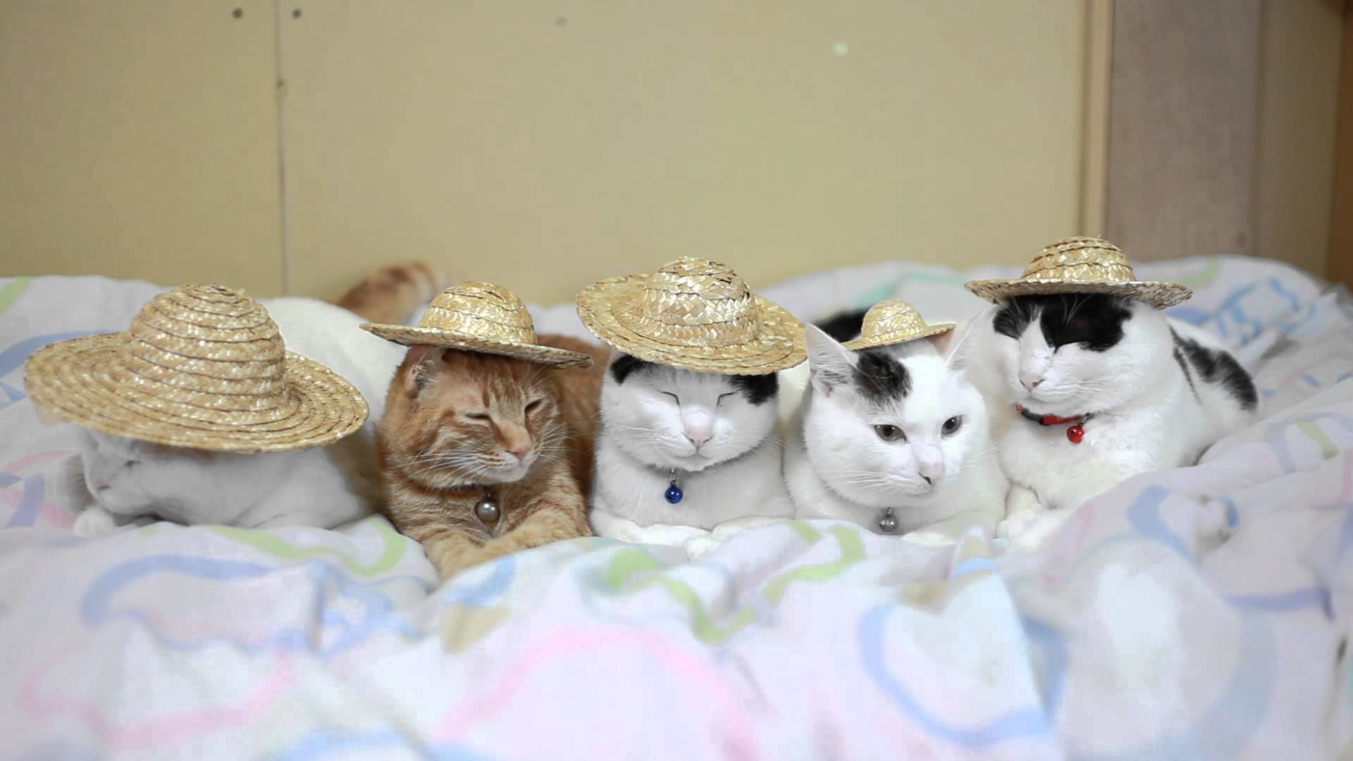 麦わら帽子を被った猫たち、落とし方にも個性が光り | 猫ジャーナル