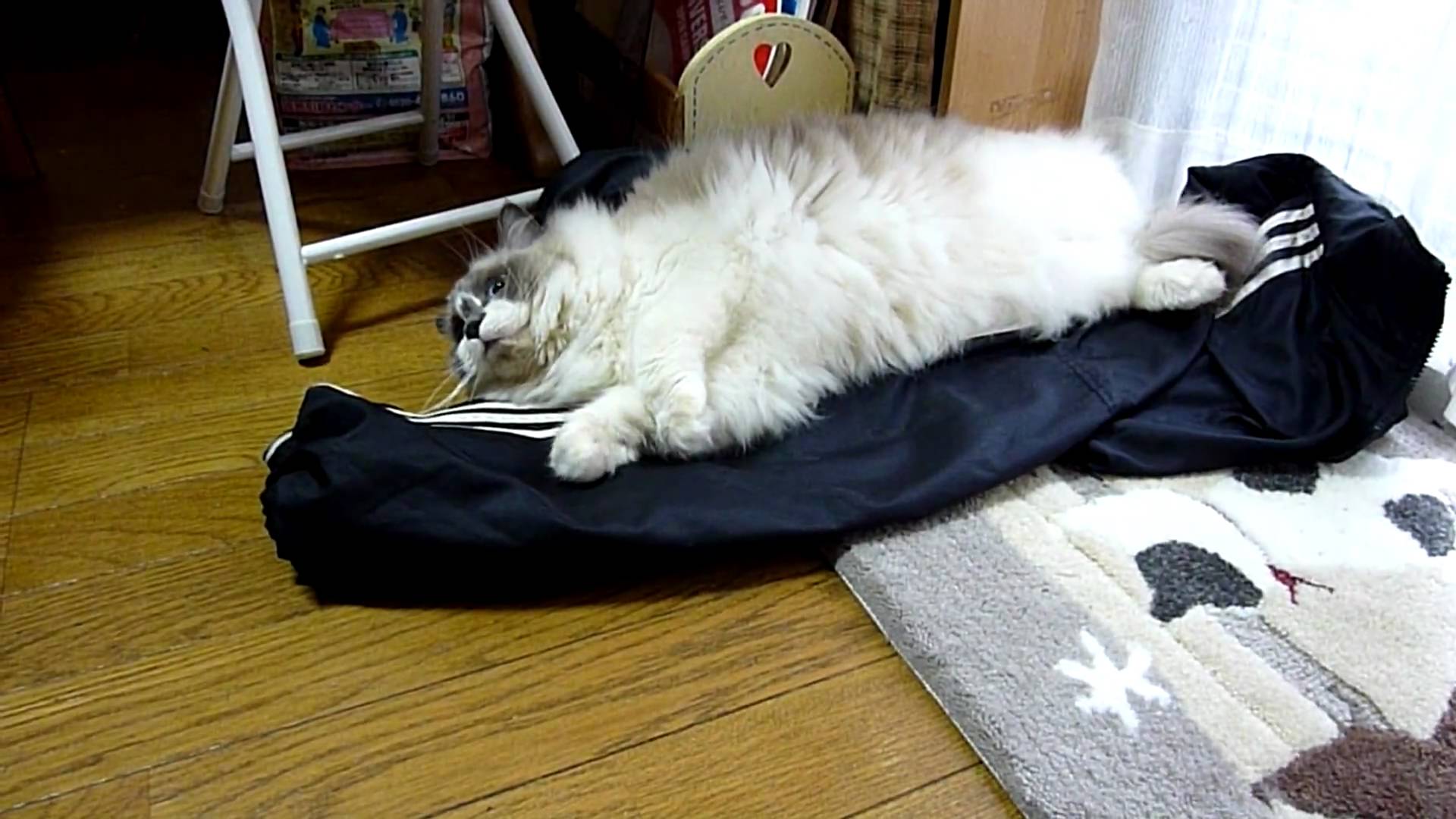 飼い主の着替えの上に横たわる猫 仕事へ行くのを全力で阻止 猫ジャーナル