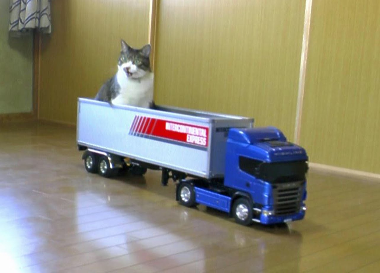 ラジコンのトレーラーに運ばれる猫、停車するまでおとなしく | 猫 