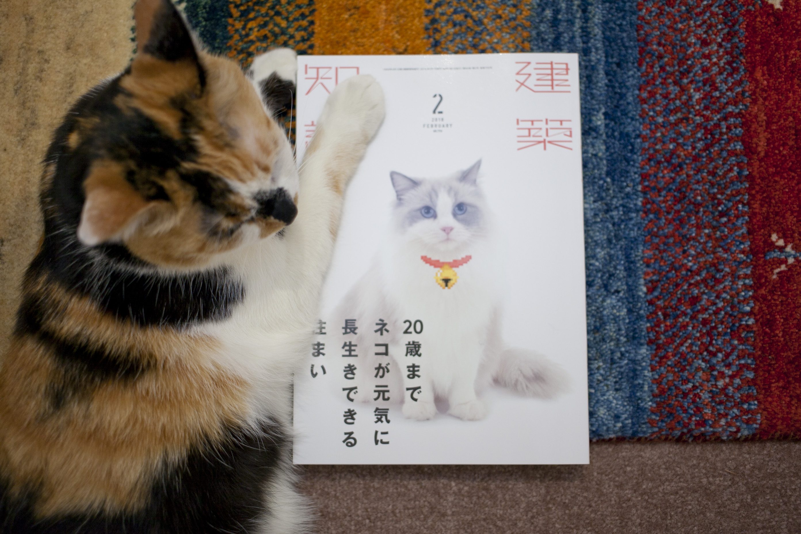 建築知識』を変えた“猫特集”（下）〜企画の作り方も編集会議も | 猫