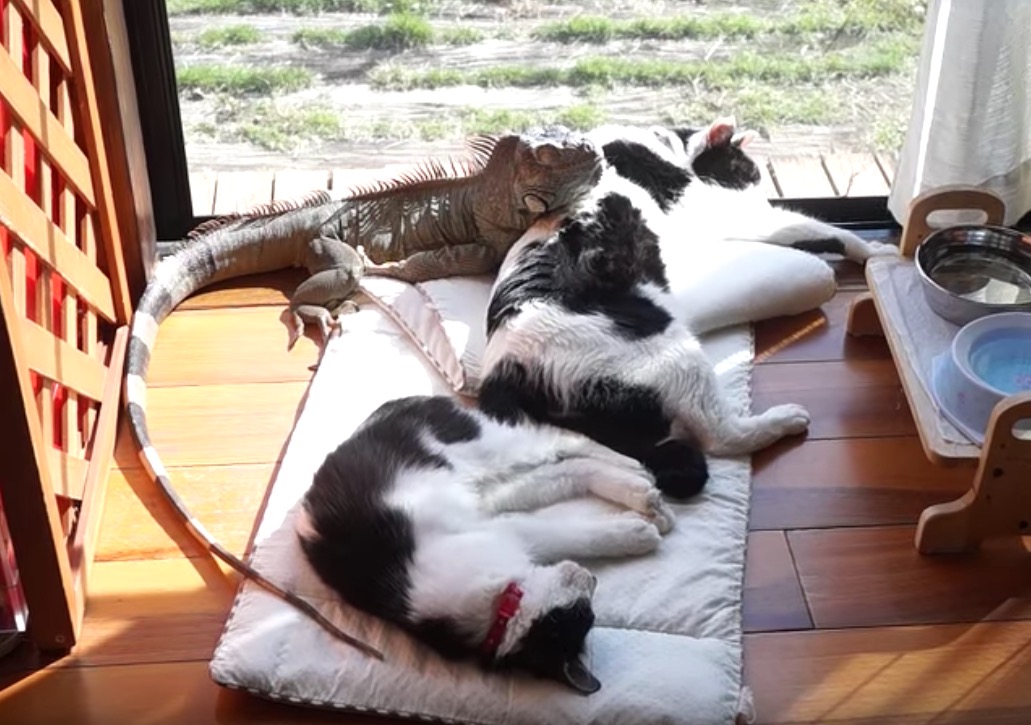 仲良く日なたぼっこの猫たち 猫に埋もれイグアナも一緒に 猫ジャーナル
