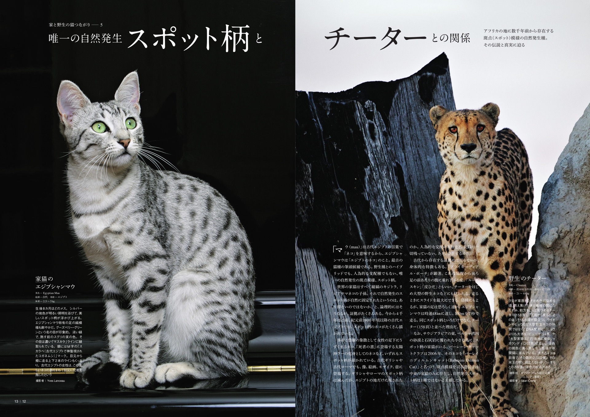 ページめくれば猫の知識の泉湧く、夏休みの猫分補給にこの一冊 | 猫