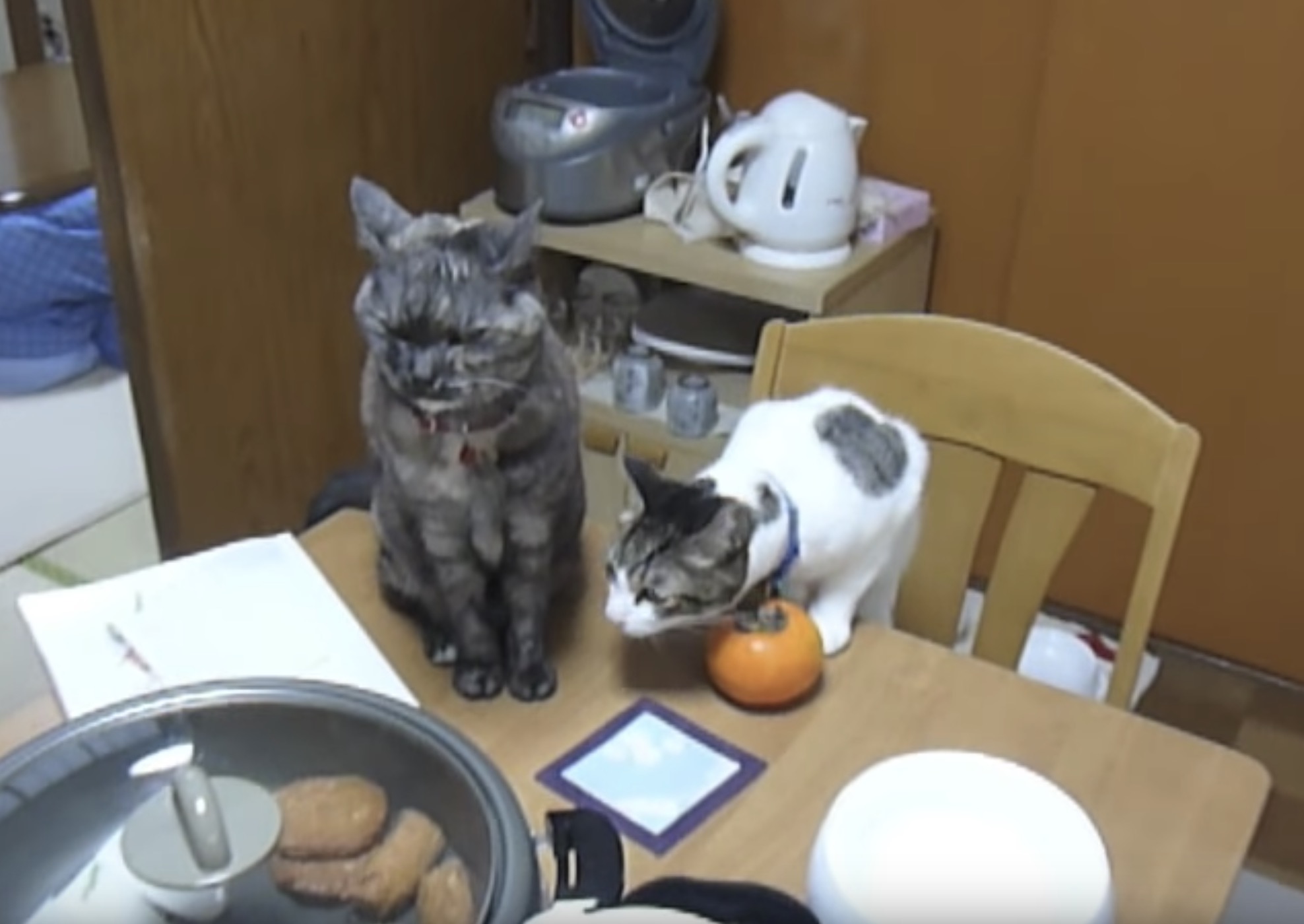 虎視眈々とおでんを狙う猫の顔に おでんガーディアンの鉄拳がヒット 猫ジャーナル 虎視眈々とおでんを狙う猫の顔に おでんガーディアンの鉄拳がヒット 猫ジャーナル