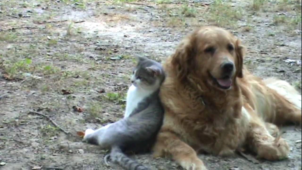 寄り添って犬に凭れる横座りの猫、刻むビートは相棒の鼓動