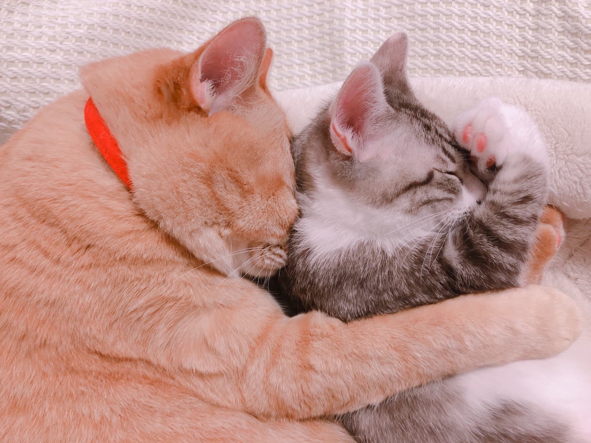 家にいながら猫の寝姿よりどりみどり、Webで開催猫写真展 | 猫ジャーナル