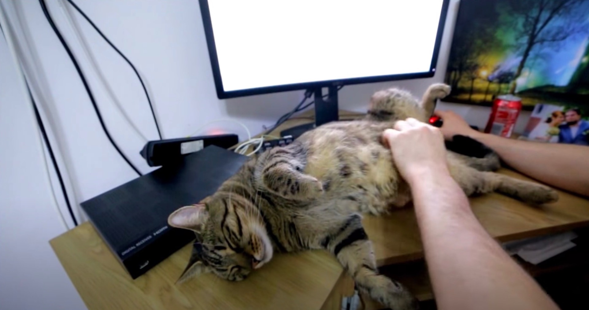 仕事もゲームも飼い主一人にさせない猫、テレワークの孤独を解消する