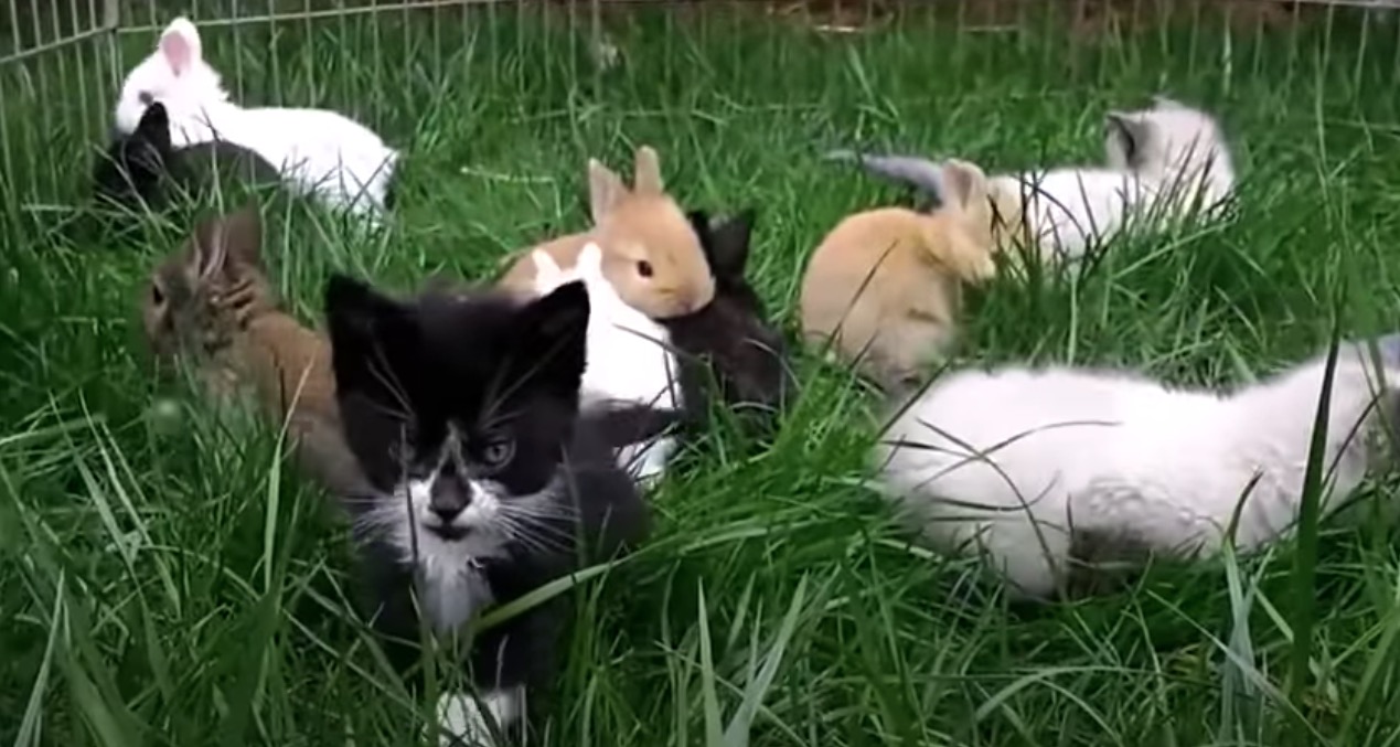 密々しく遊ぶ子猫と子ウサギと なぜか囲いに残るは猫だけ ガジェット通信 Getnews