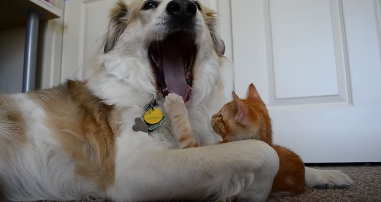 目の前のすべてが気になるお年頃 子猫は手を出す犬の舌にも ガジェット通信 Getnews