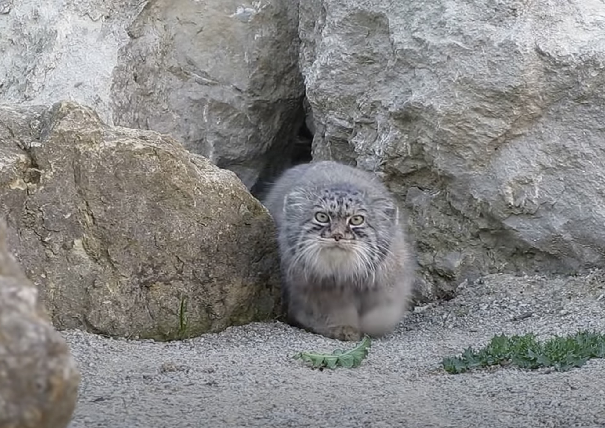 巣穴を狙うカメラに気付いたマヌルネコ 見たけりゃと見ろよと視界を覆う ガジェット通信 Getnews