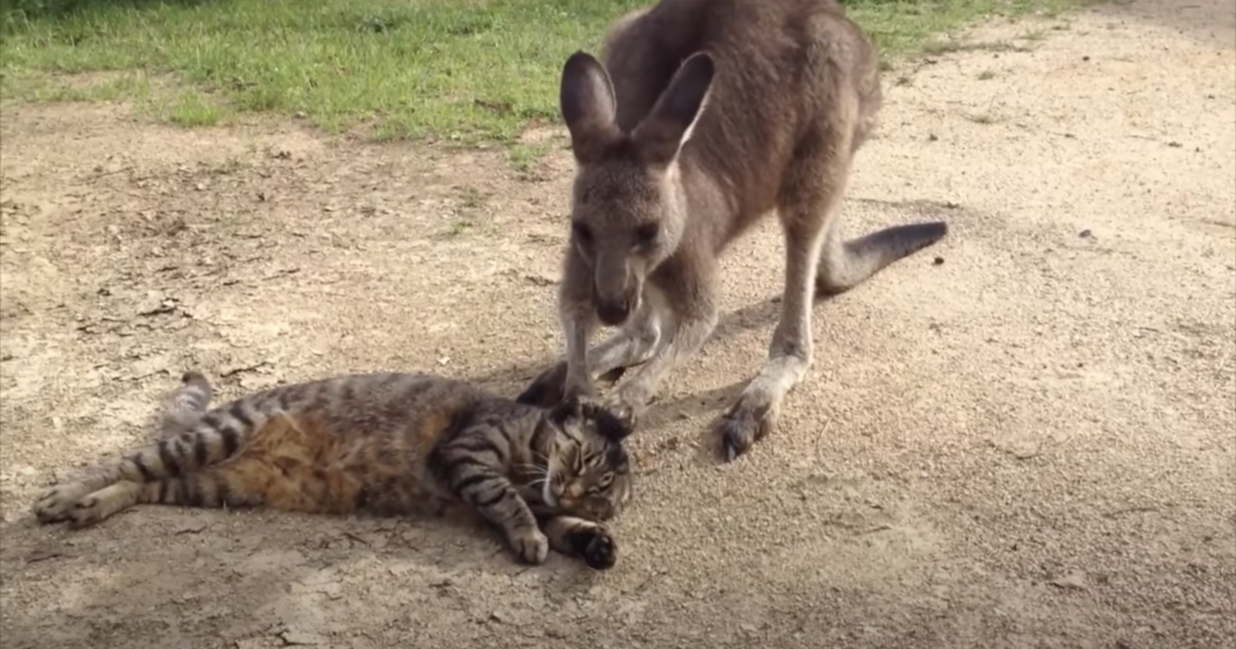 ぎこちないカンガルーの手の毛づくろい 体を横たえ猫は寛ぐ ガジェット通信 Getnews
