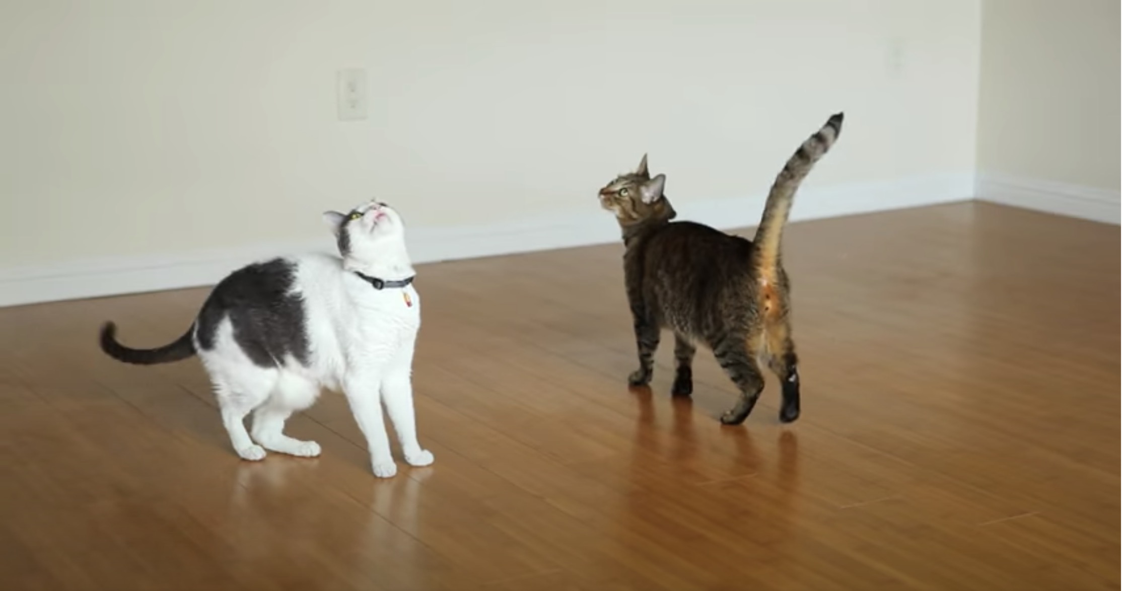 天井を眺めて猫はくるくるり シーリングファンが猫オモチャ化 ガジェット通信 Getnews