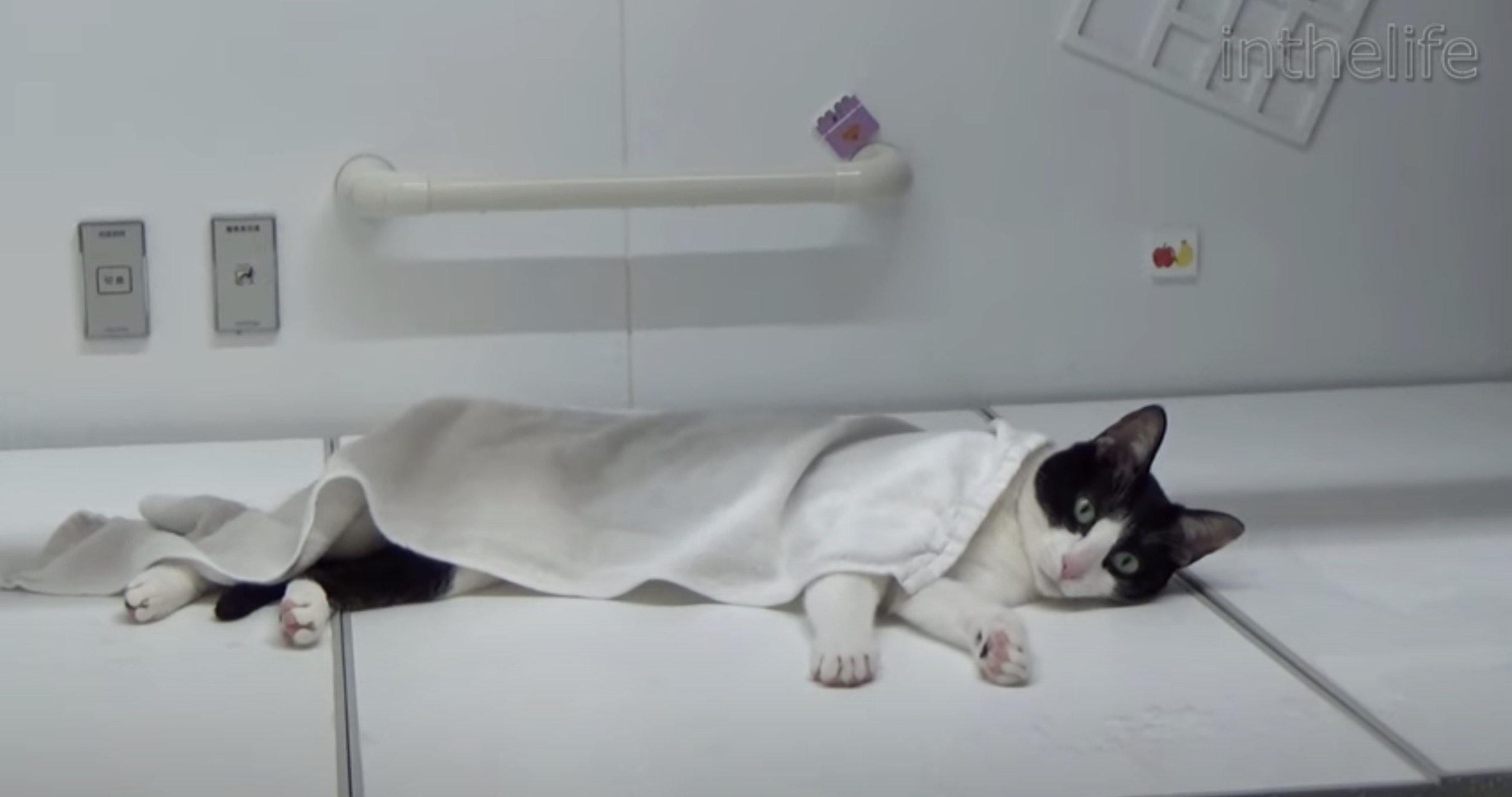 岩盤浴風にお風呂を楽しむ猫 Moo the Cat enjoy Ganbanyoku