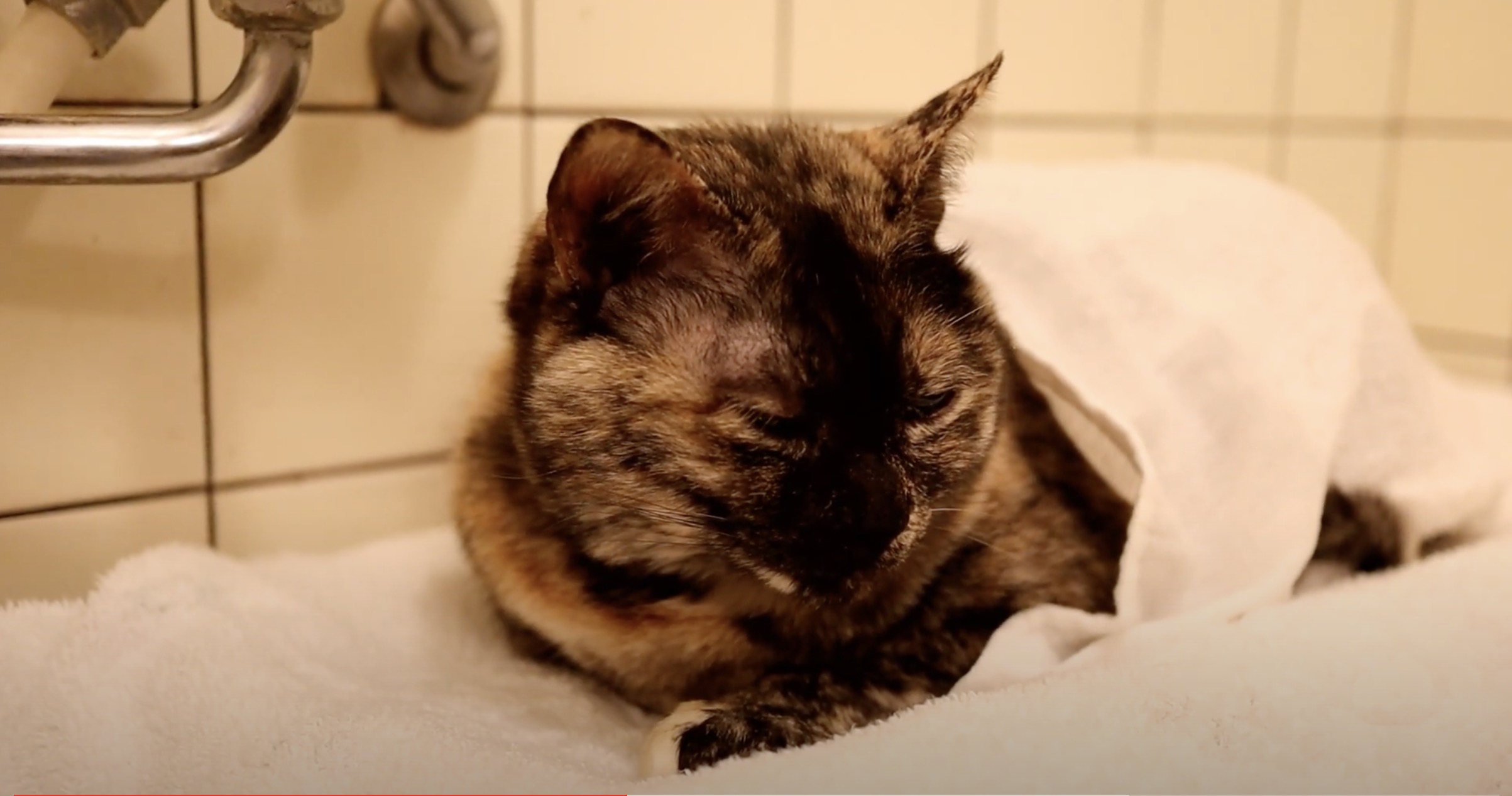 温もりの蓋暖房で寝落ちする猫、タオルで包まれ羽二重餅に