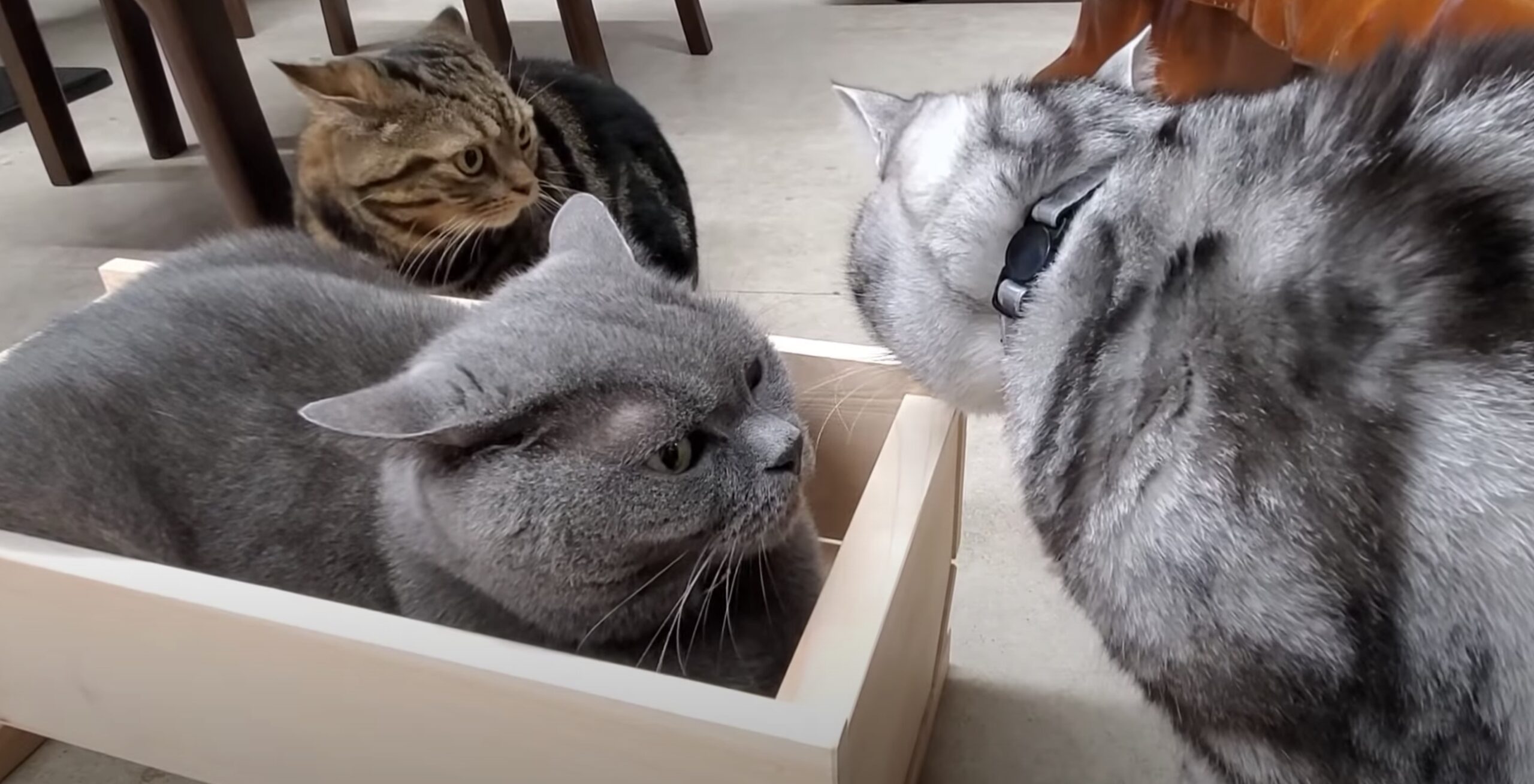 白木造りの高級ヒノキの猫ベッド、入居希望者続々集まる ｜ ガジェット 