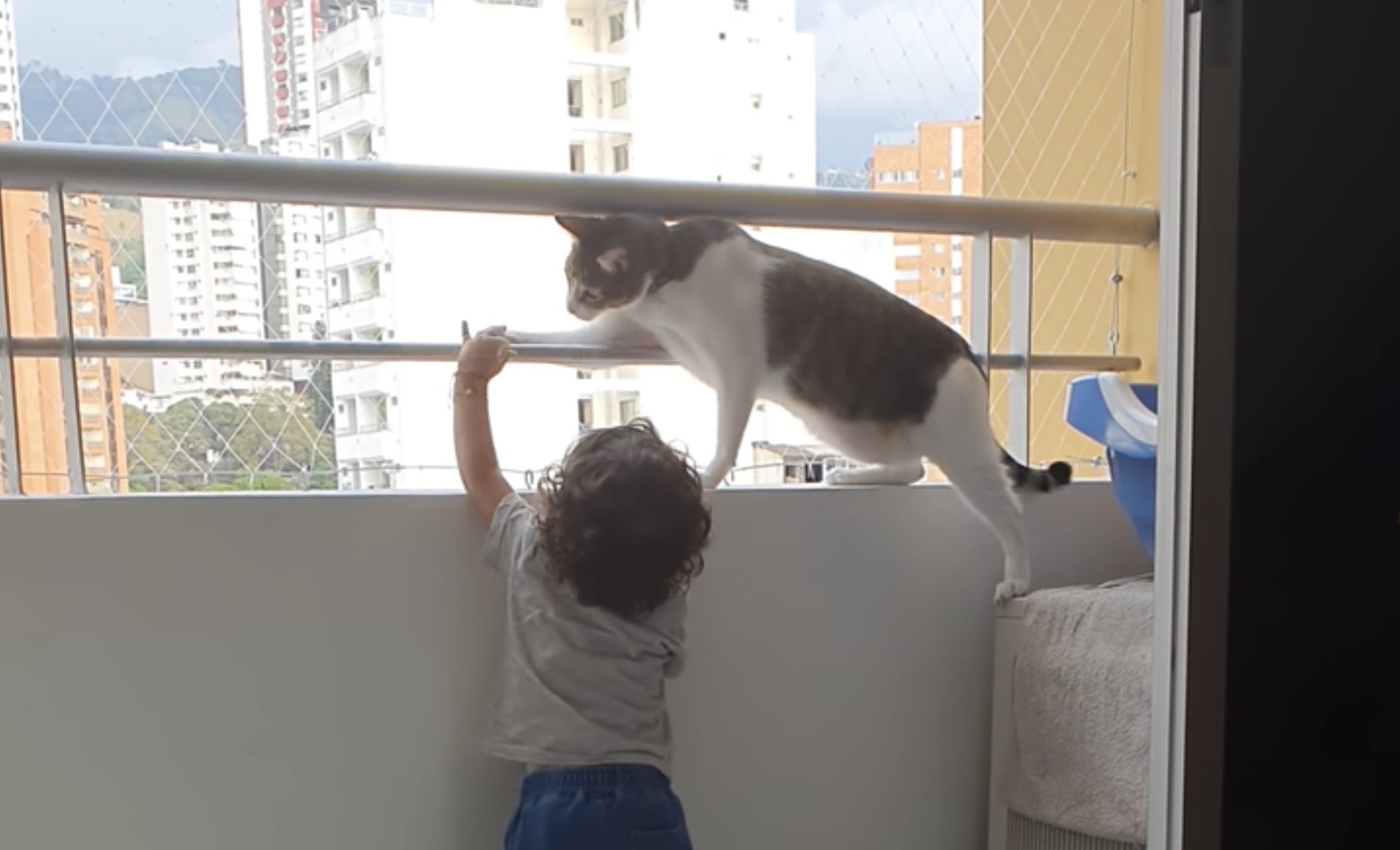 窓際で子どもを見守る賢き猫 手すりに掴まる手を解かせる 猫ジャーナル