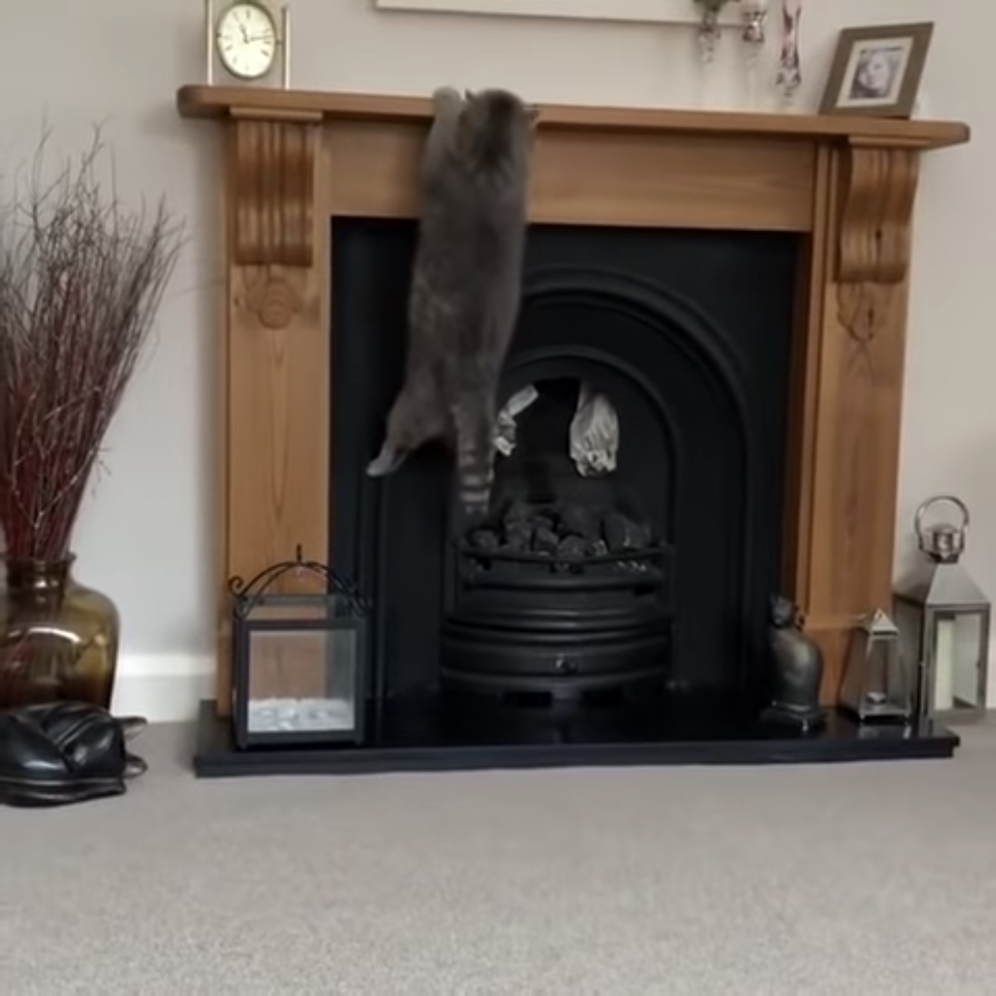 210706cat.jpg