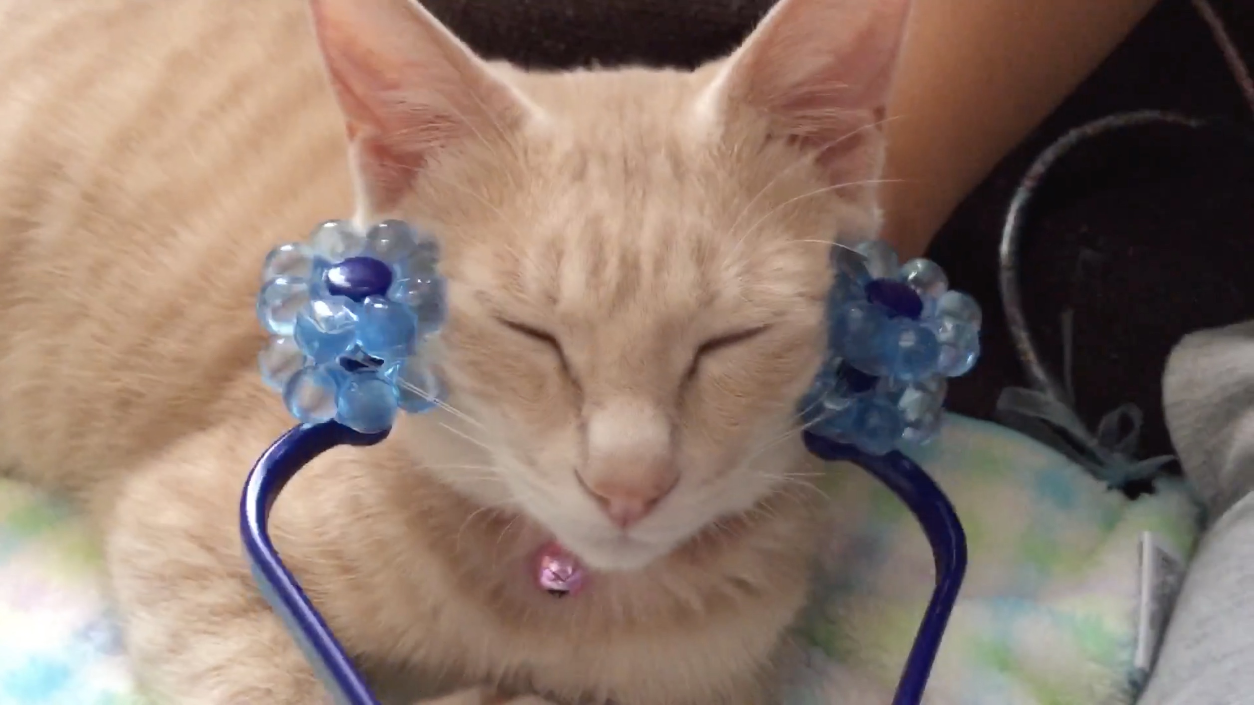 目を細め小顔ローラーにゴロゴロいう猫 見ているこちらが癒やされほぐされ ガジェット通信 Getnews