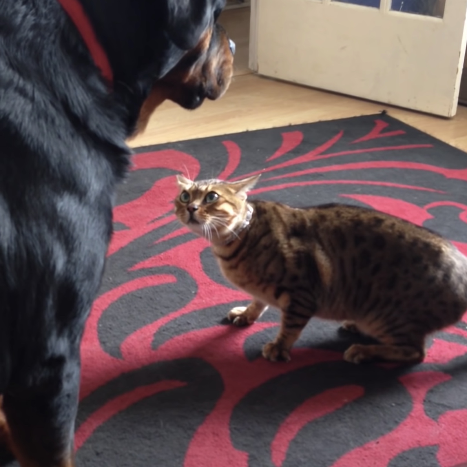 ローアングルから犬を睨むよベンガル猫 交互に繰り出すツンとデレ 猫ジャーナル
