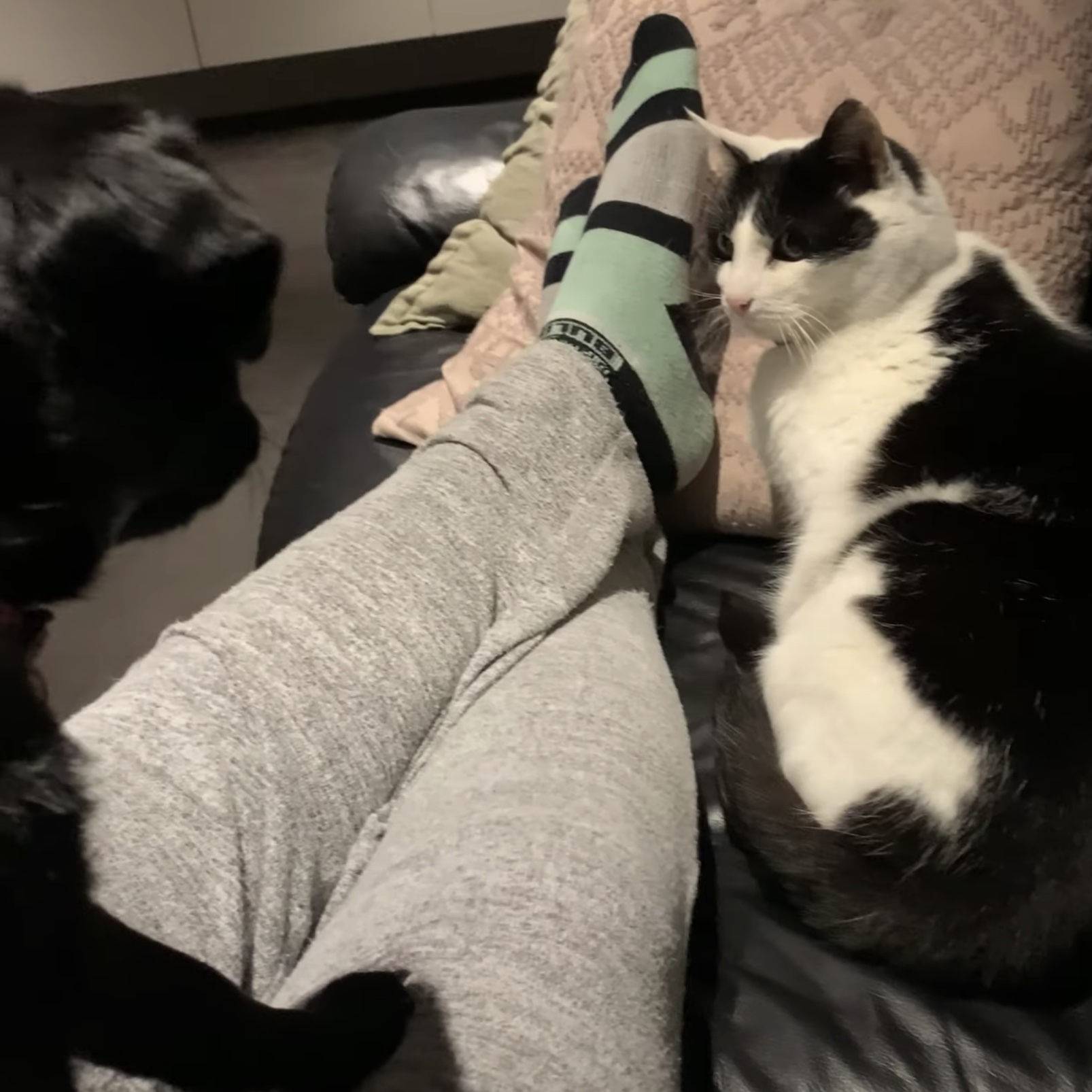 むやみやたらに目力強き白黒猫 視線1つで犬が固まる ガジェット通信 Getnews