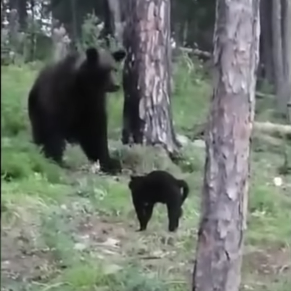 キャンプ中ヒグマに遭遇、黒猫の激しい威嚇で熊は退散 | 猫ジャーナル