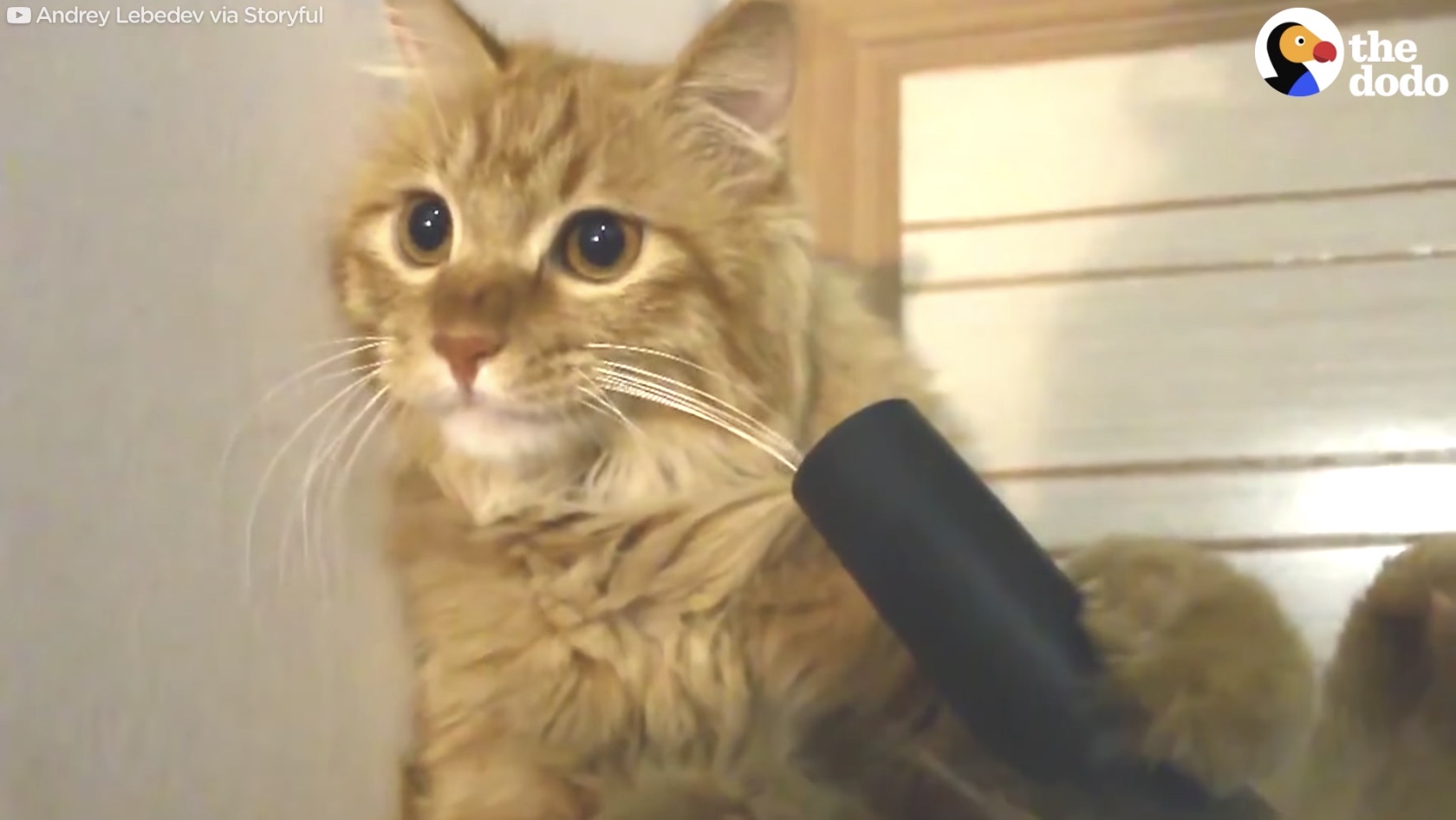 猫吸 掃除機に吸いこまれるのが好きな猫、お髭も舌も吸い込まれつつ | 猫