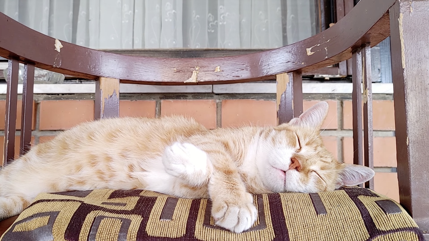 2時間の猫のお昼寝タイムラプス 見ているこちらが眠くなり 猫ジャーナル