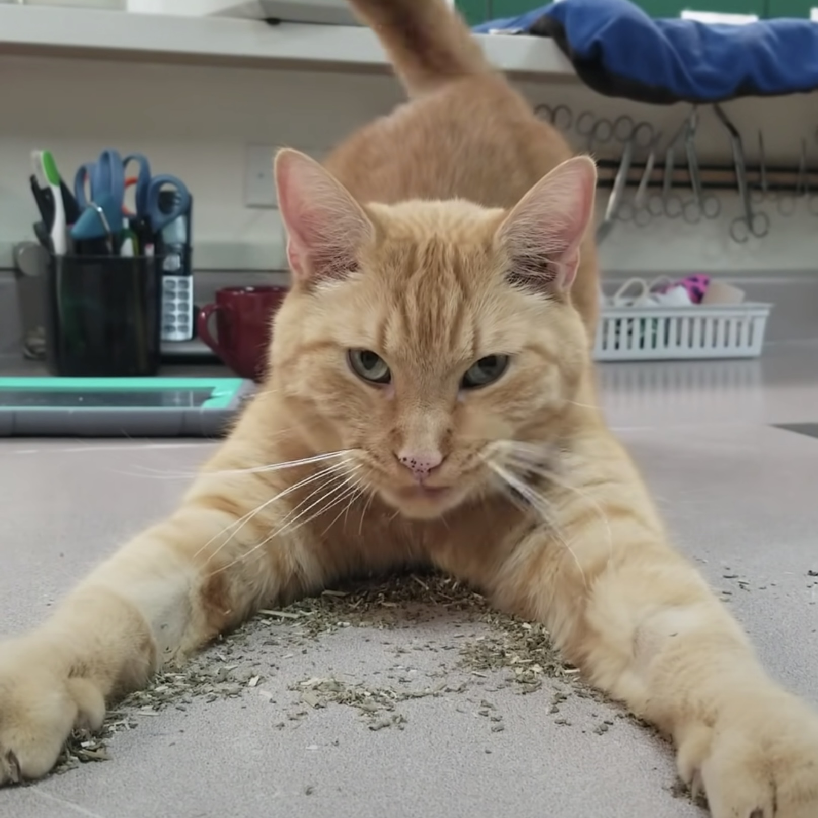 五体投地でニヤリ微笑む茶トラ猫 キャットニップは私のものよ 猫ジャーナル