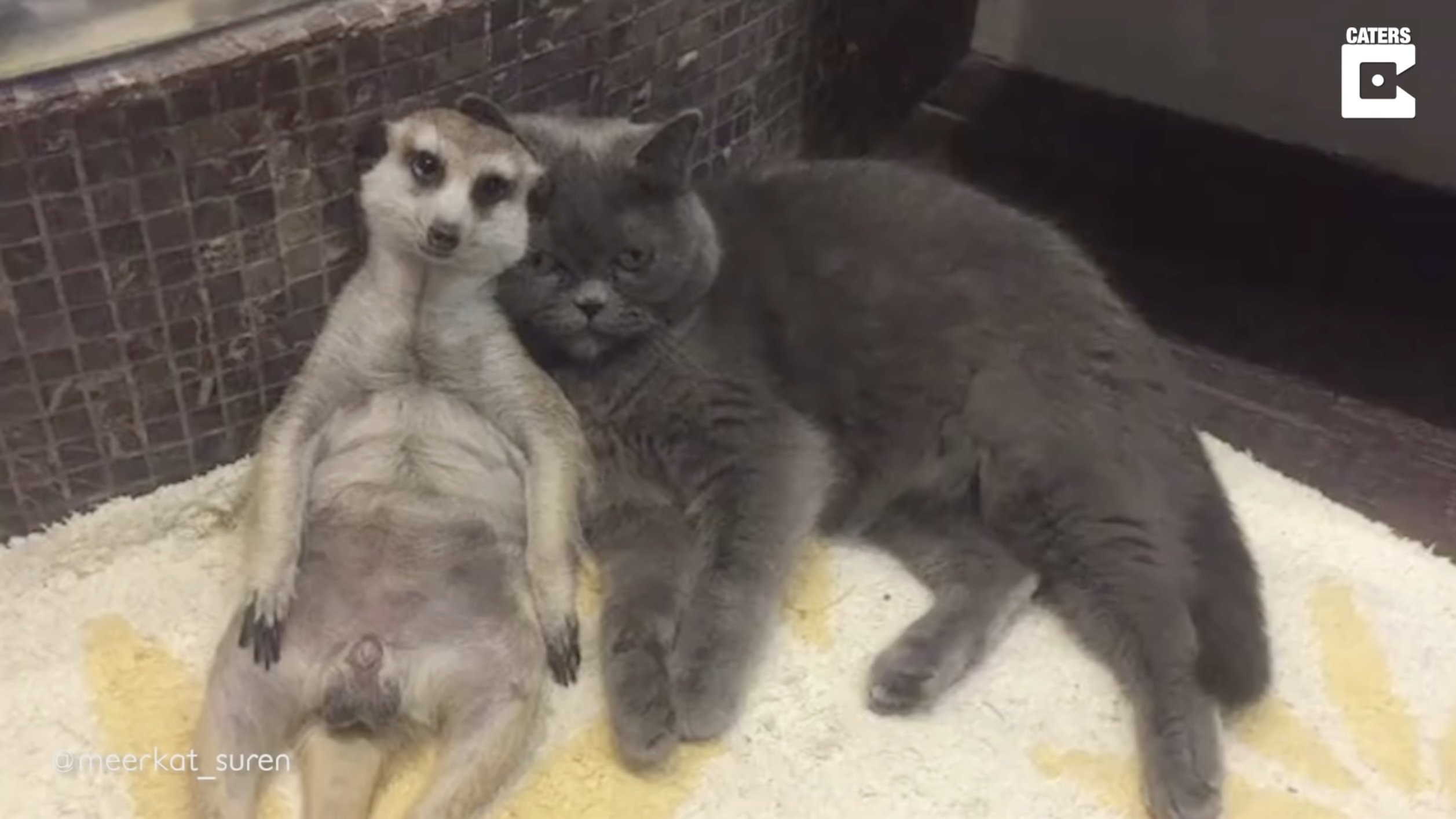 ミーアキャットと仲よしの猫、ほぼ日がな一日寄り添い暮らす | 猫
