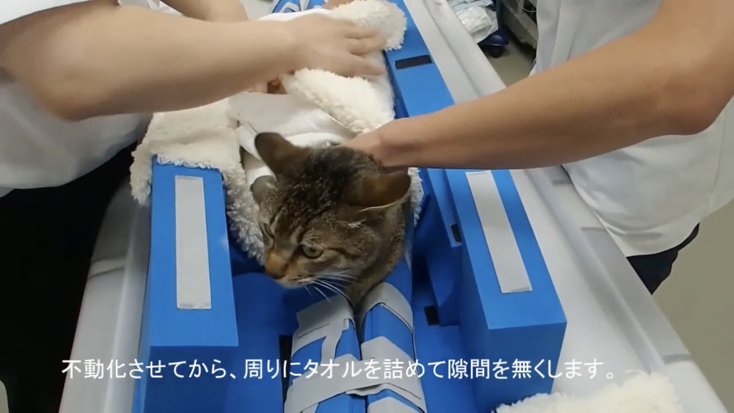 家猫をctスキャンにかけるとこうなる その最中はほぼスフィンクス 猫ジャーナル