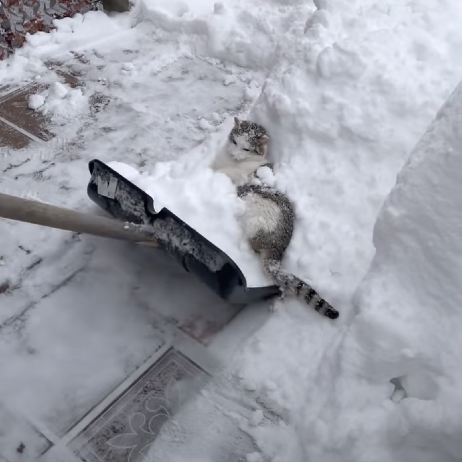 ☆雪猫☆ ふぁっ!? 雪にびっくりしてつい仁王立ちになっちゃった猫さん