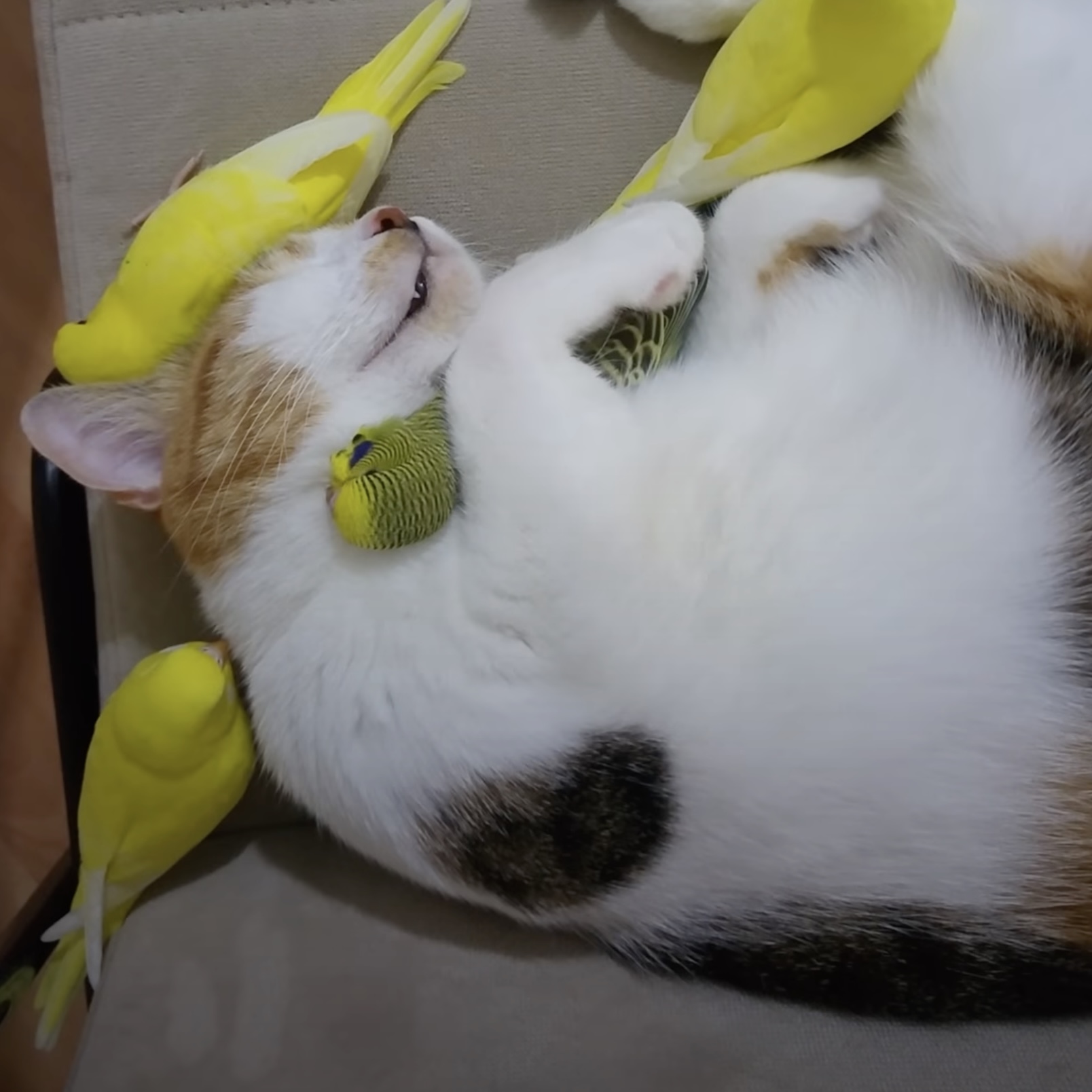 セキセイインコと猫　絵画 セキセイインコと猫 絵画