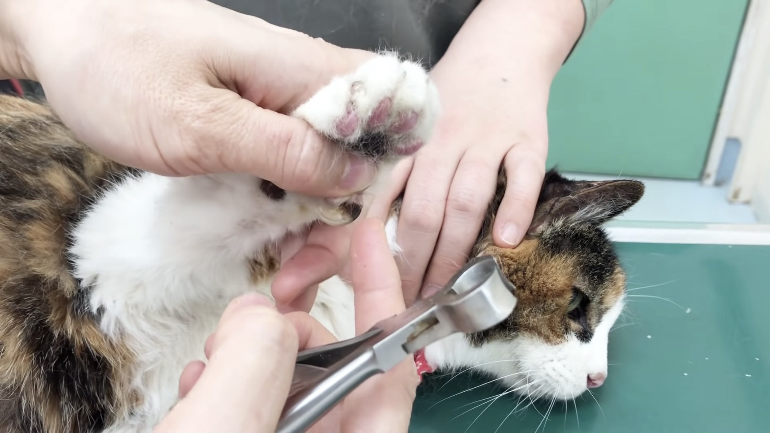 老齢猫の極厚爪をケアする動画、ザクザクパリパリ気分爽快 | 猫ジャーナル