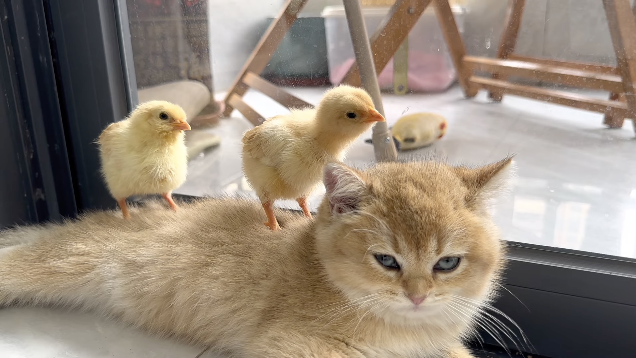 天性の狩猟本能消し去った猫、ひよこを背に乗せ何食わぬ顔 | 猫ジャーナル