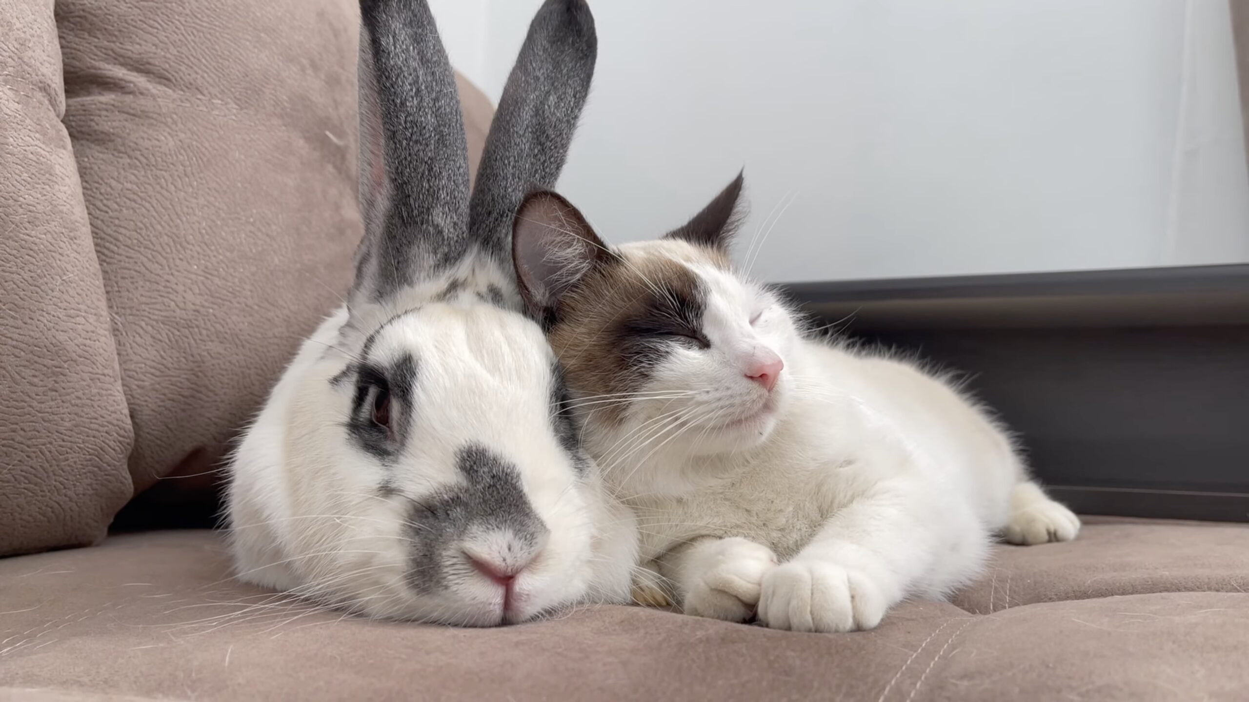 初対面のウサギと仲よくなりたい猫、ついに寄り添い目を細める | 猫