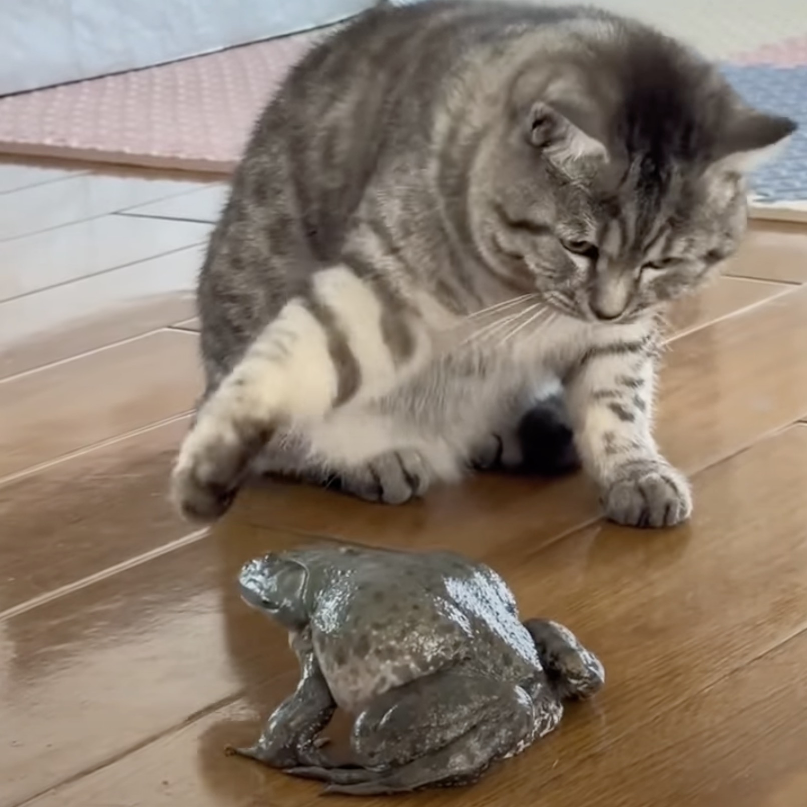 ニャーと鳴く蛙に驚く猫3匹、Jアラート発報のごとく | 猫ジャーナル