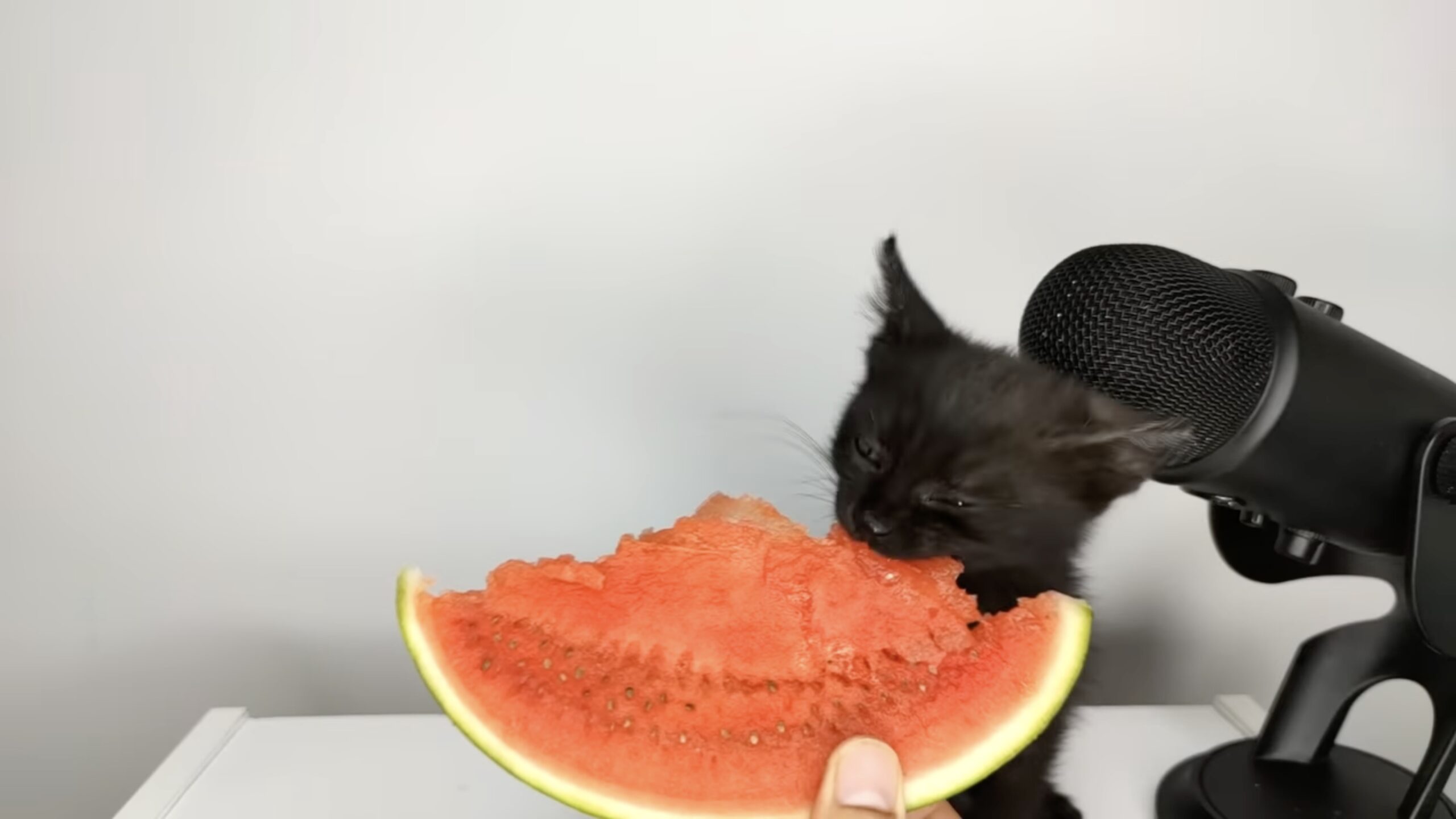 じゃれねこ『6月イベ☆15 スイカ』 黙々とスイカを味わう黒の子猫、シャクシャクペロペロ涼しげな音で