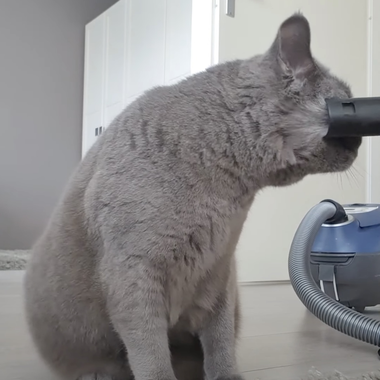 掃除機へ自ら吸われに歩む猫、顔も体もすっきり爽快 | 猫ジャーナル
