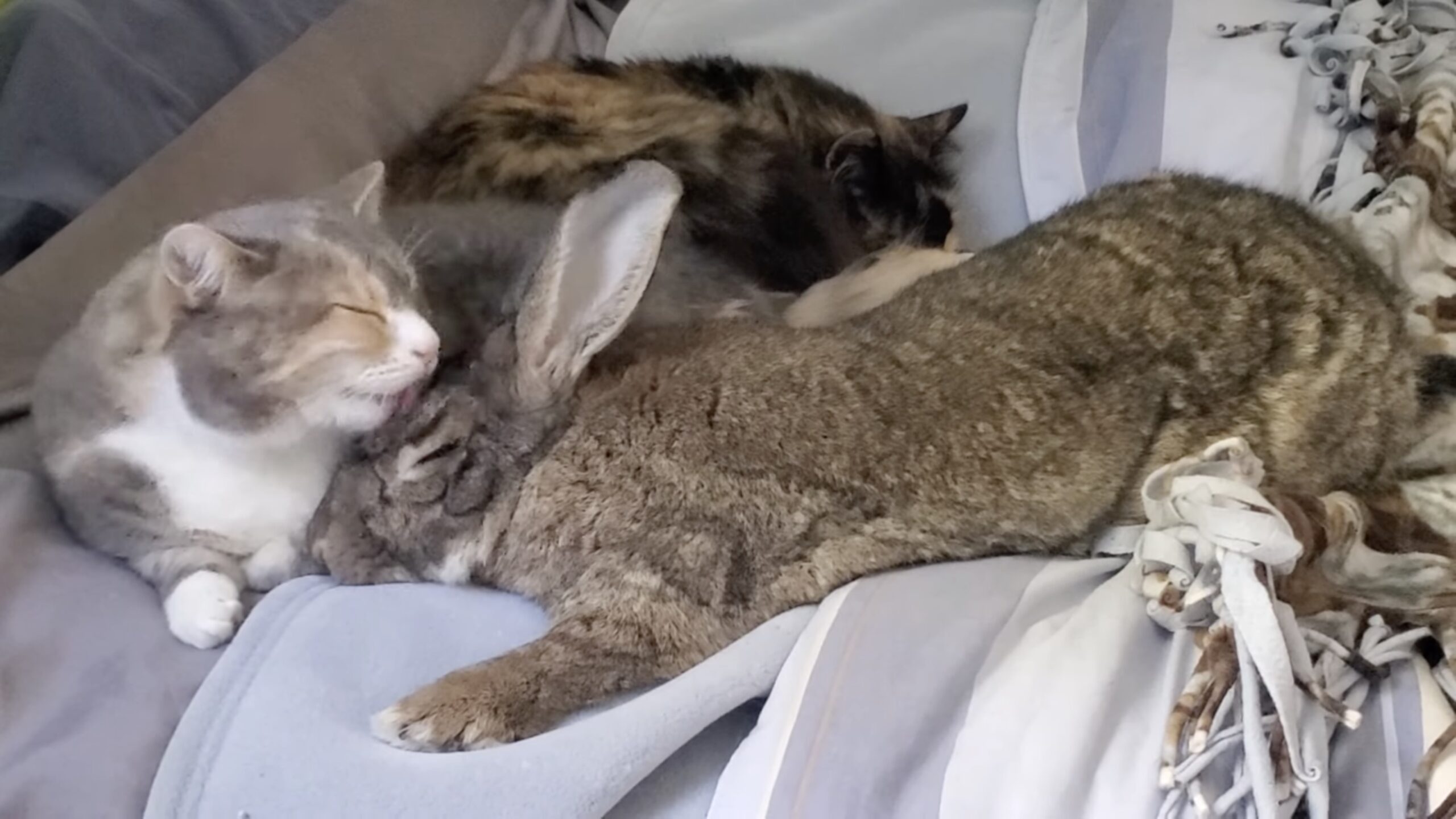 同居のウサギを毛づくろいする猫、日曜日には寄り添いお昼寝 | 猫