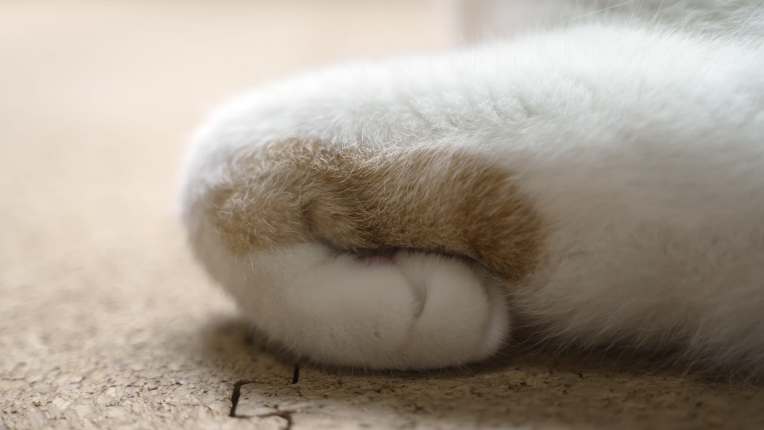 板東 | 猫の手 猫の手 寛司 Amazon | 通販 | |本 ぬいぐるみ